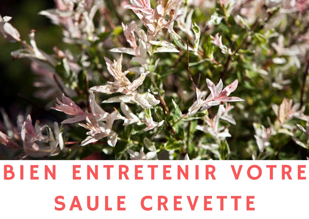 saule crevette