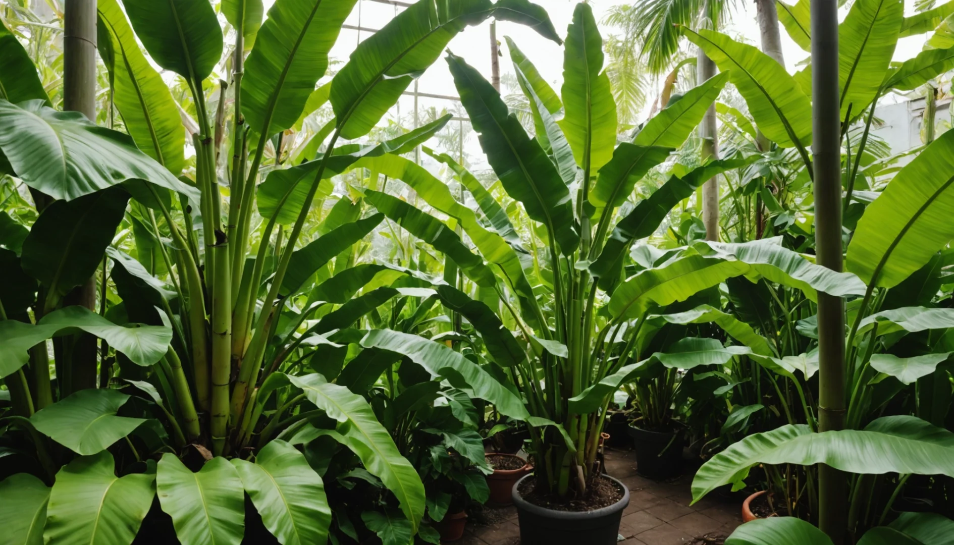 comment faire pousser un bananier sans graine